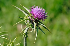 Milk_thistle_flowerhead.jpg