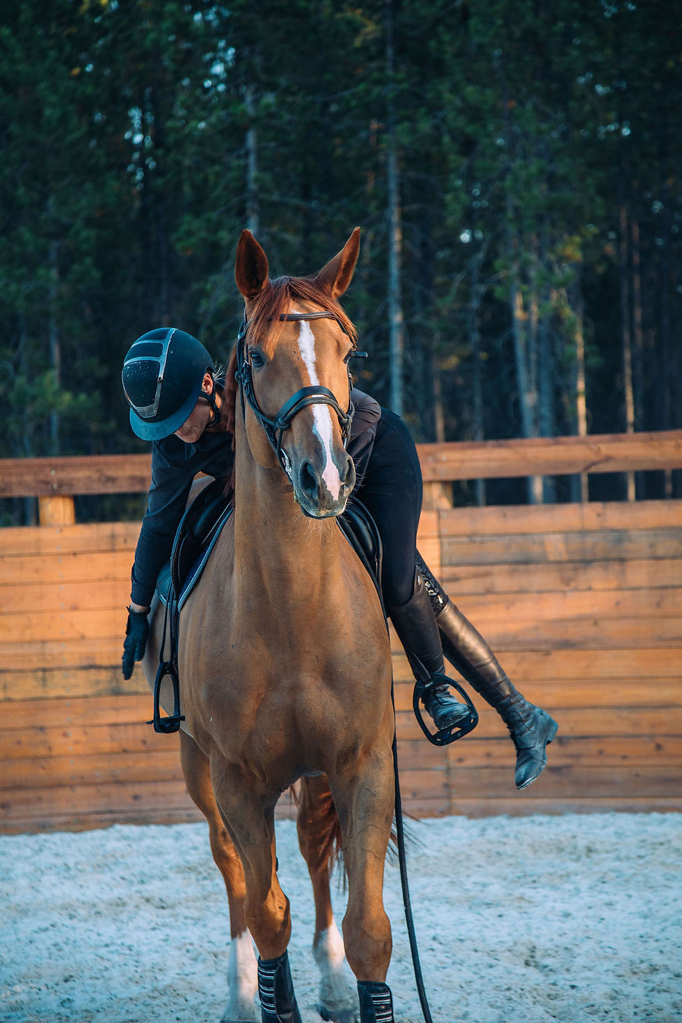 Young Horse Training