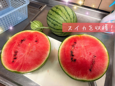 かわいいスイカが実りました🍉