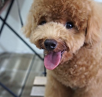 Animal Communication testimonials