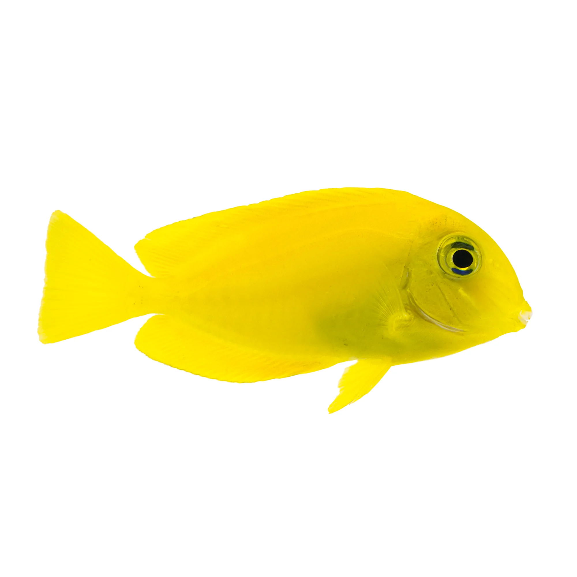 Orange shoulder tang