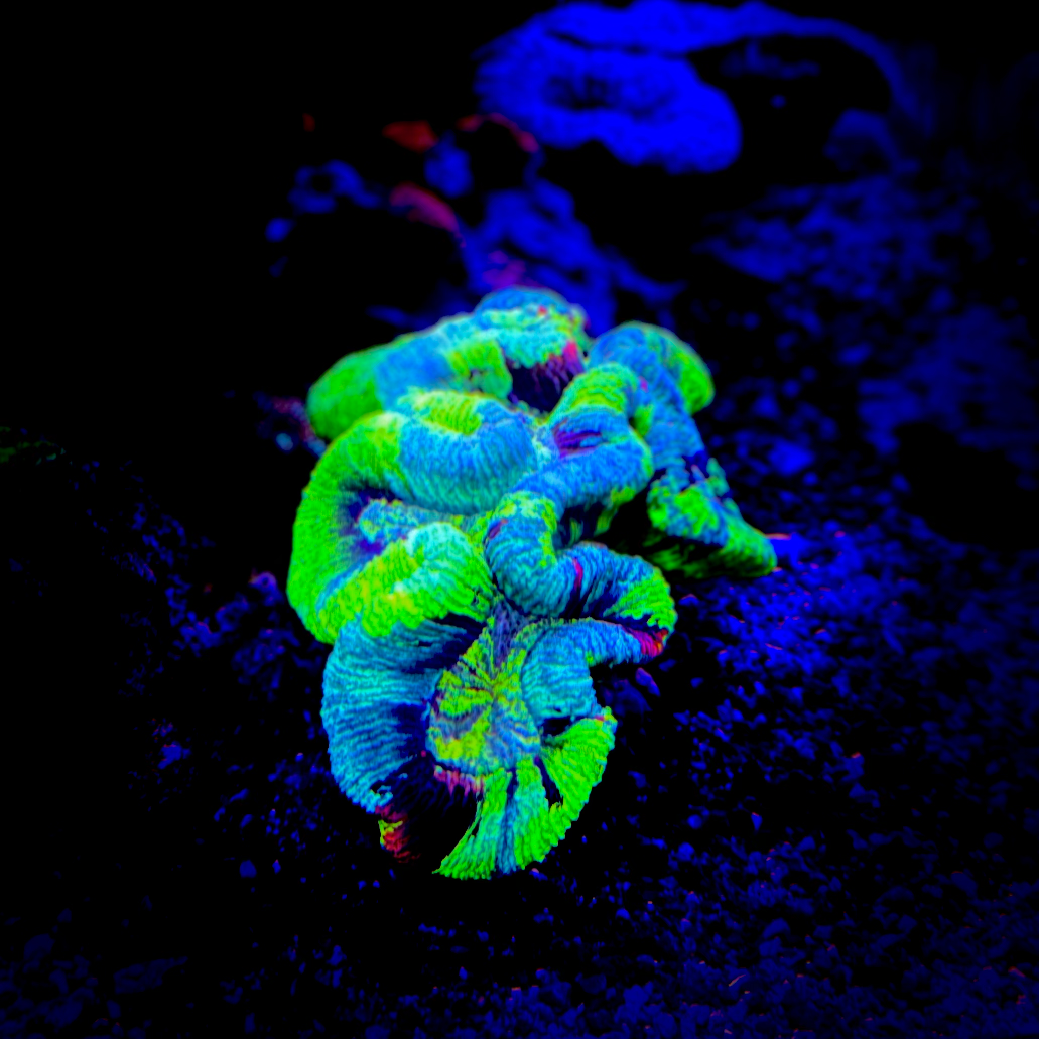 Aussie Ultra Rainbow Trachyphyllia