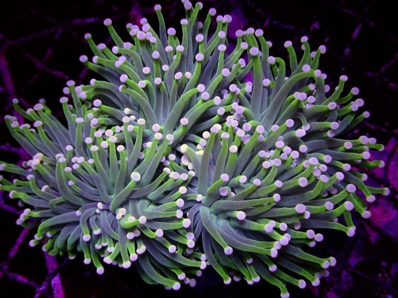 Euphyllia Cristata
