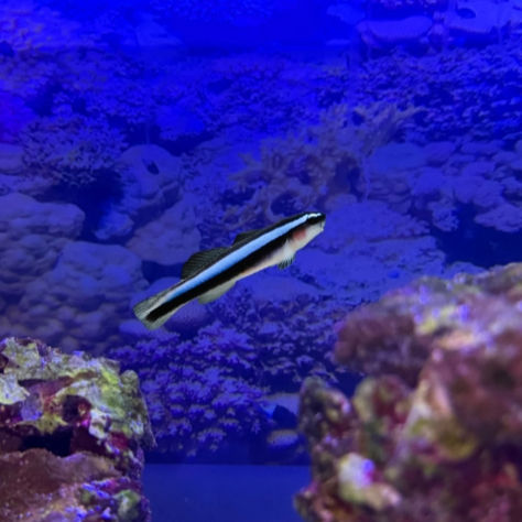 Bluestripe Neon Goby