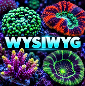 Corales fluorescentes con texto WYSIWYG.png