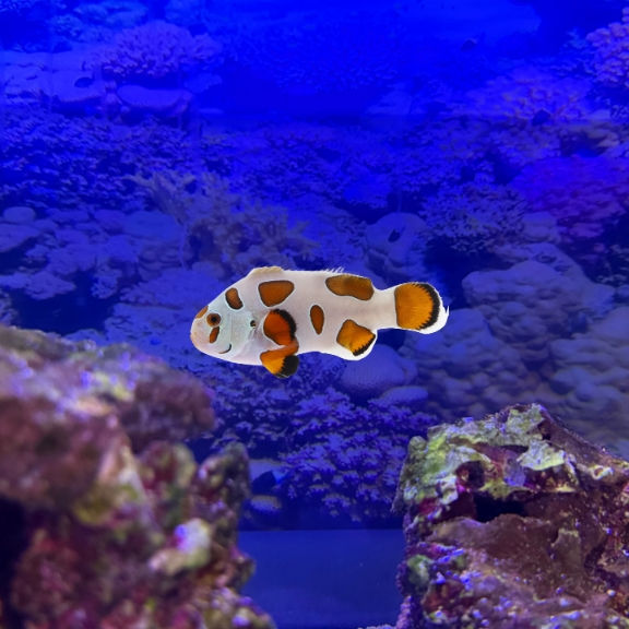 Clownfish Orange Storm (Amphiprion ocellaris)