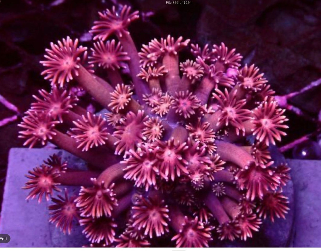 Goniopora spp