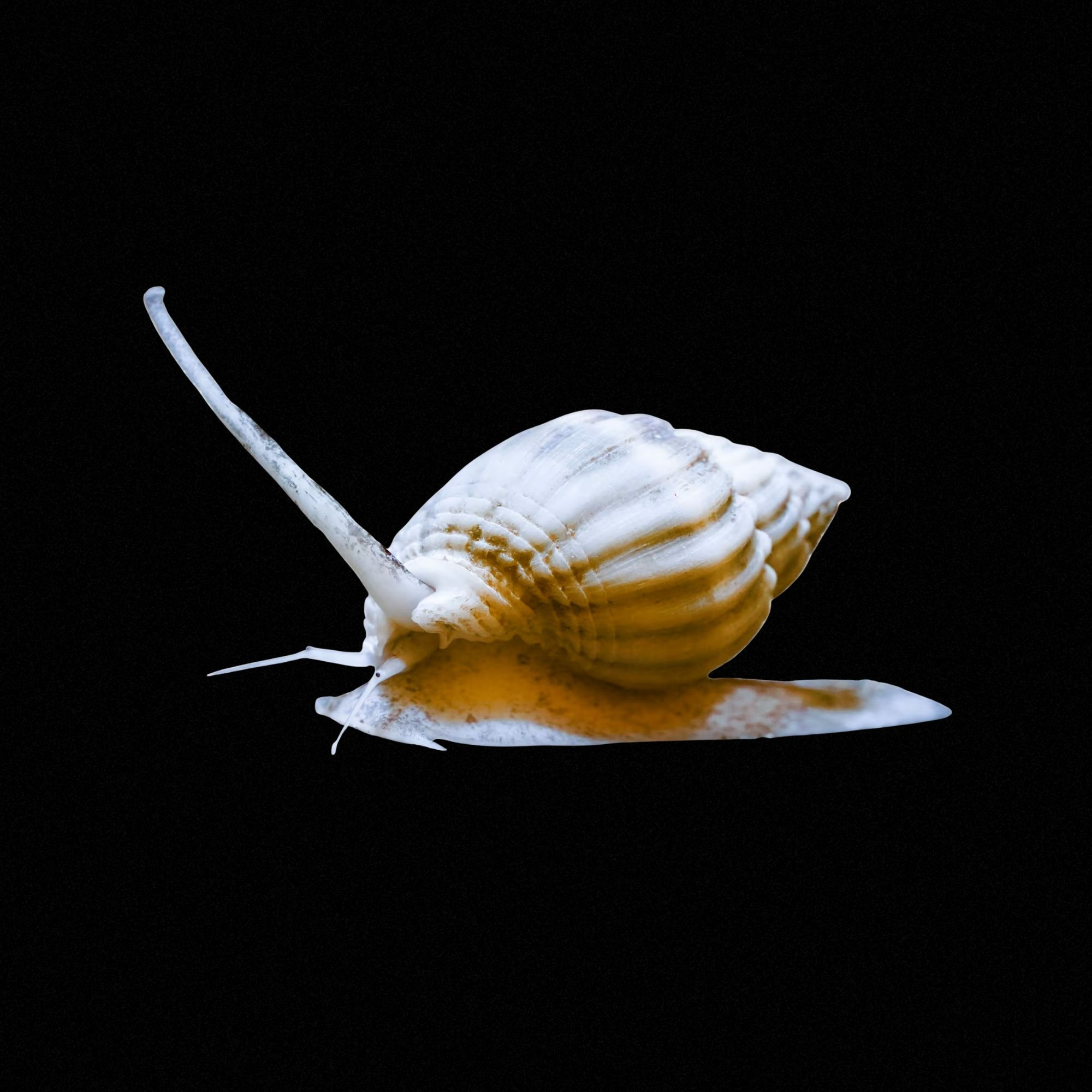 Nassarius snails (5 Pack)