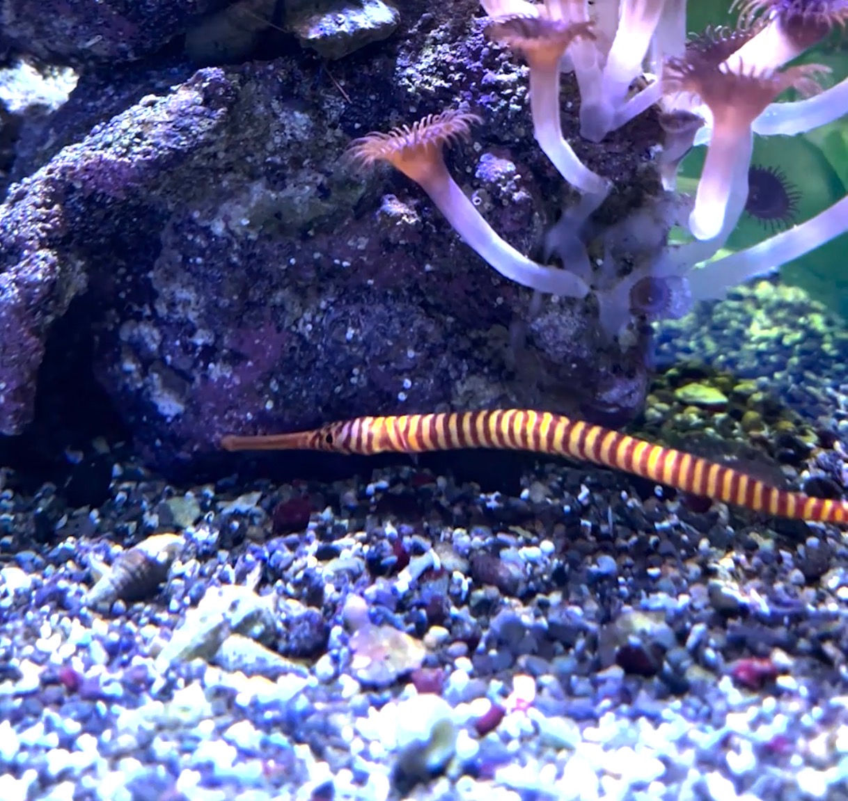 Pipefish (Syngnathinae)