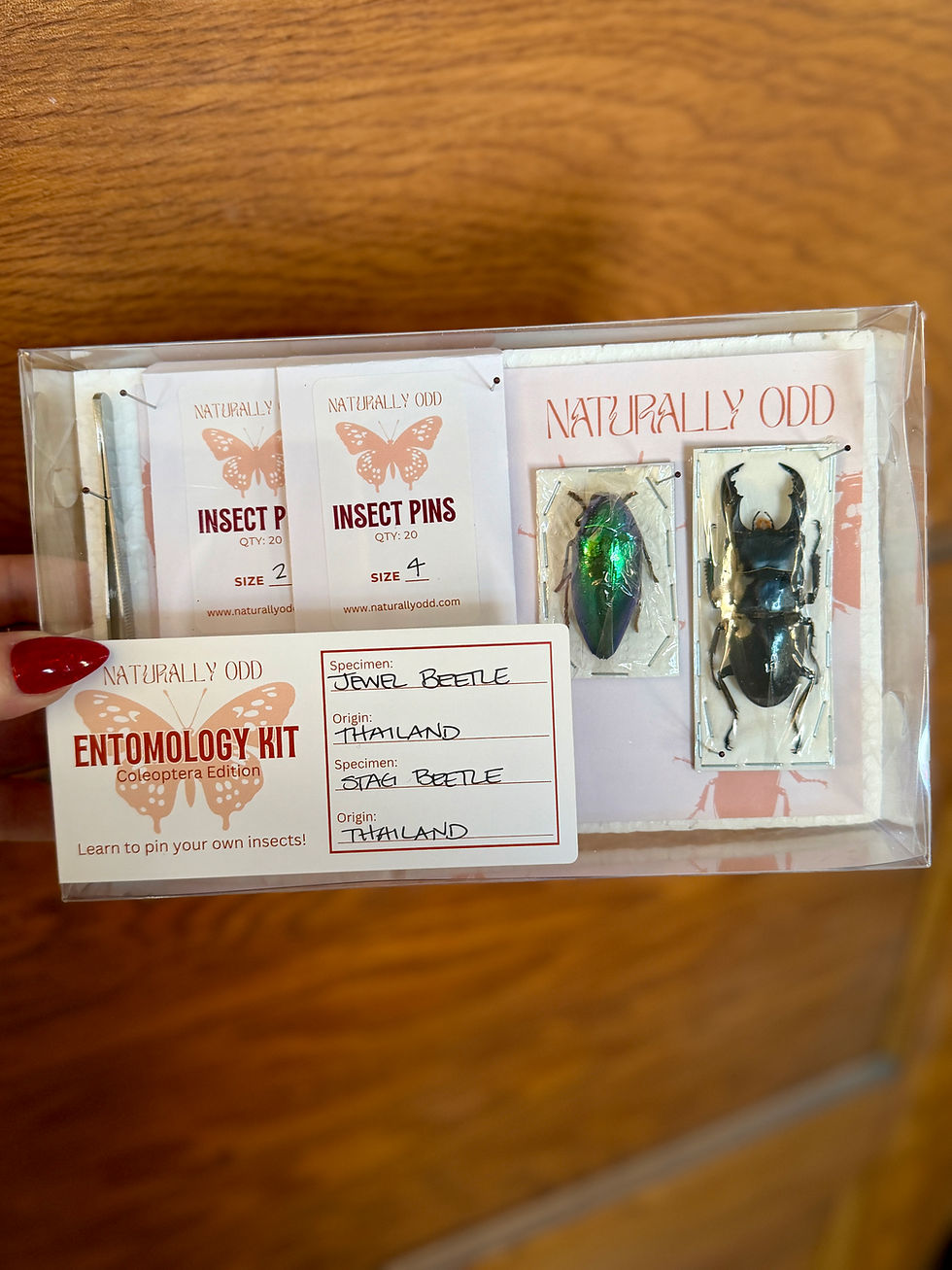 Thumbnail: Entomology Kits
