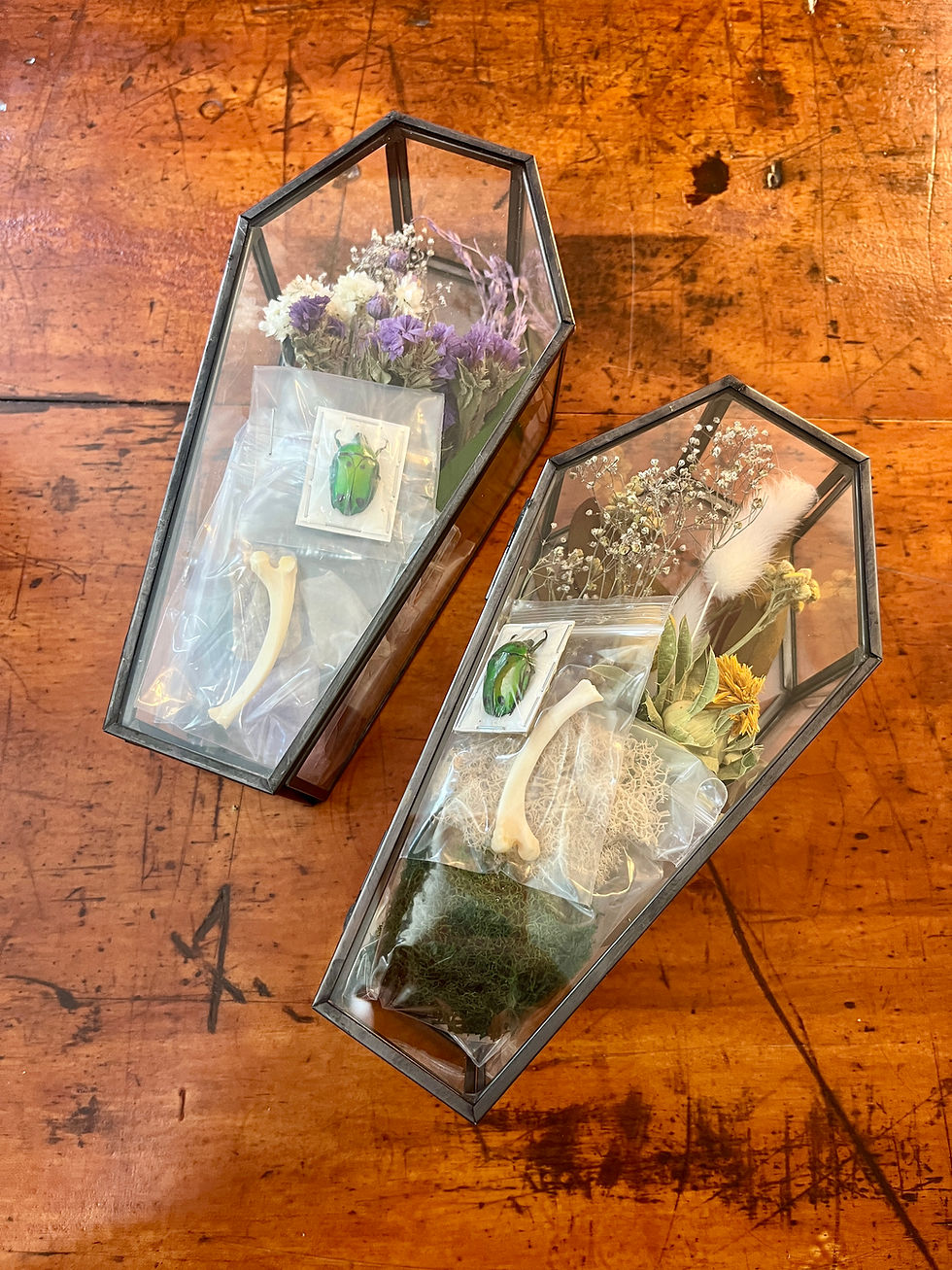 DIY Bug & Bone Coffin Kits