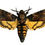 Thumbnail: Deaths-Head Hawk Moths