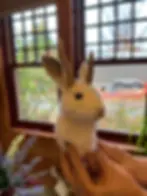 Gotham Taxidermy: Rabbit or Jackalope Taxidermy