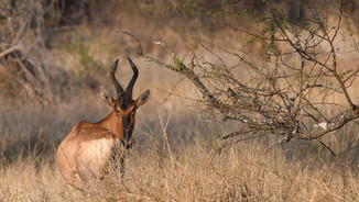 Grundys Lodge - Shaun Buffee Safaris