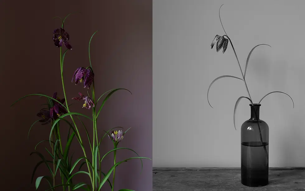 Twee vazen met kievietsbloemen: links gekleurde bloemen met paarse tinten tegen een donkere achtergrond, rechts zwart-wit bloemen in een glazen vaas.