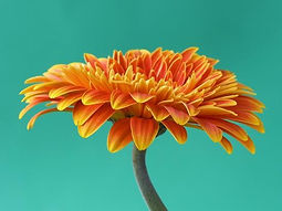 orange-gerbera-daisy_u-l-pzl4nw0.jpeg