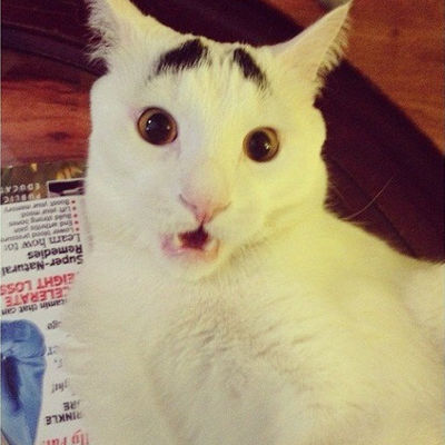 Eyebrow Cat