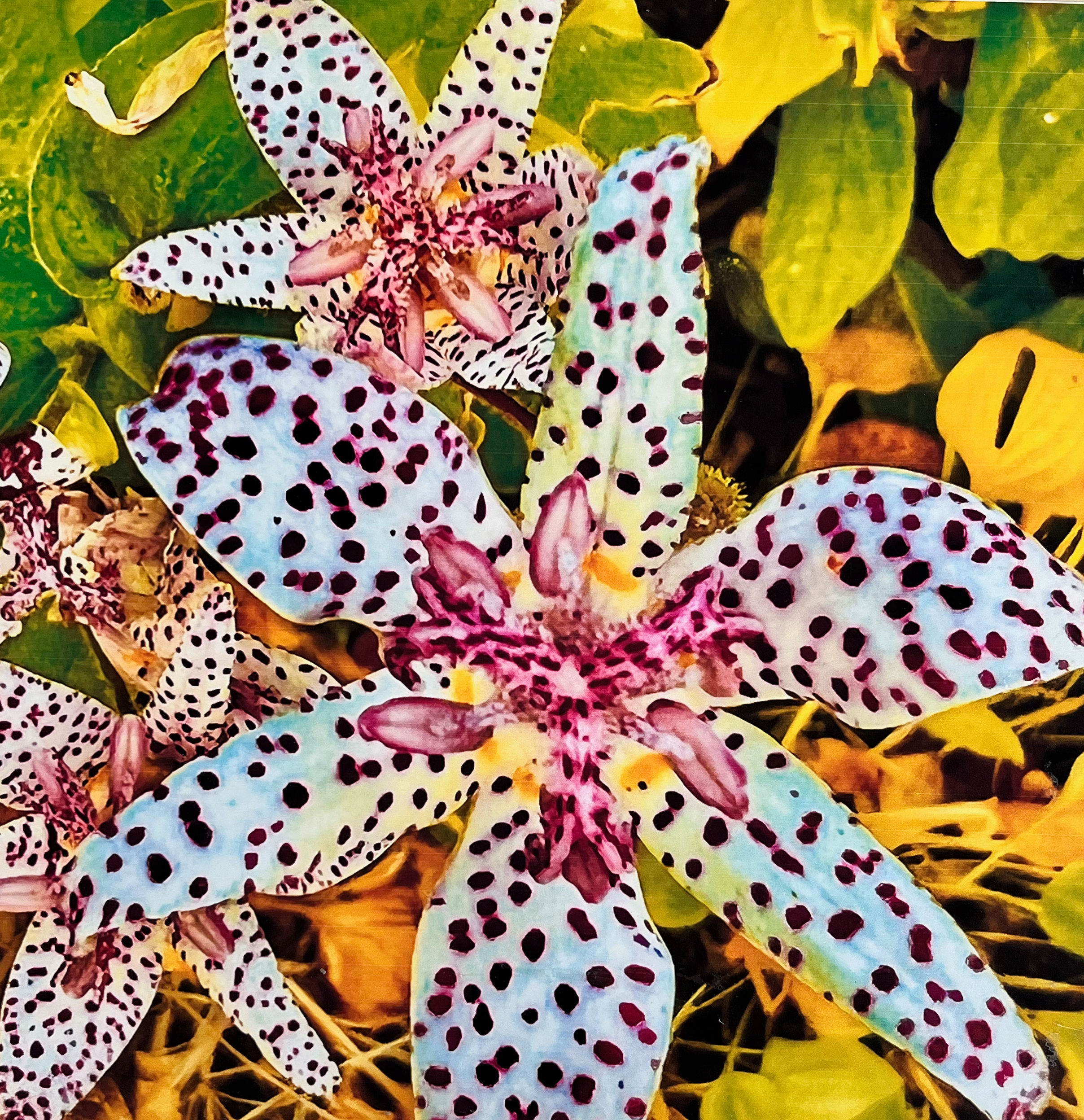Toad Lilly	by	Cookie	Slade