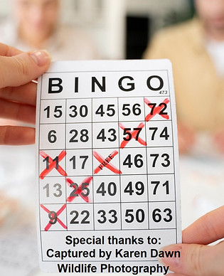 Bingo night
