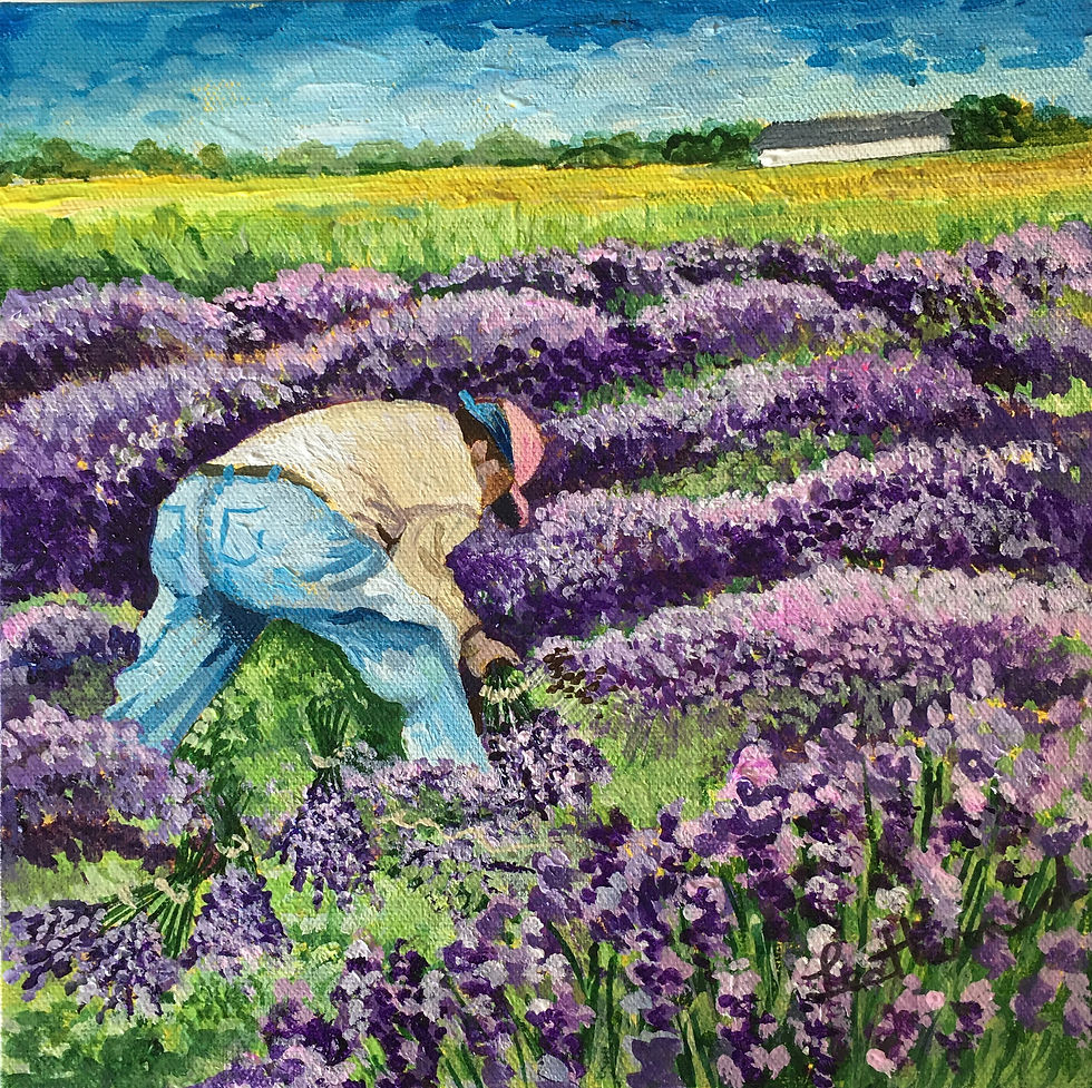 Bundling Lavender by Lee Harned