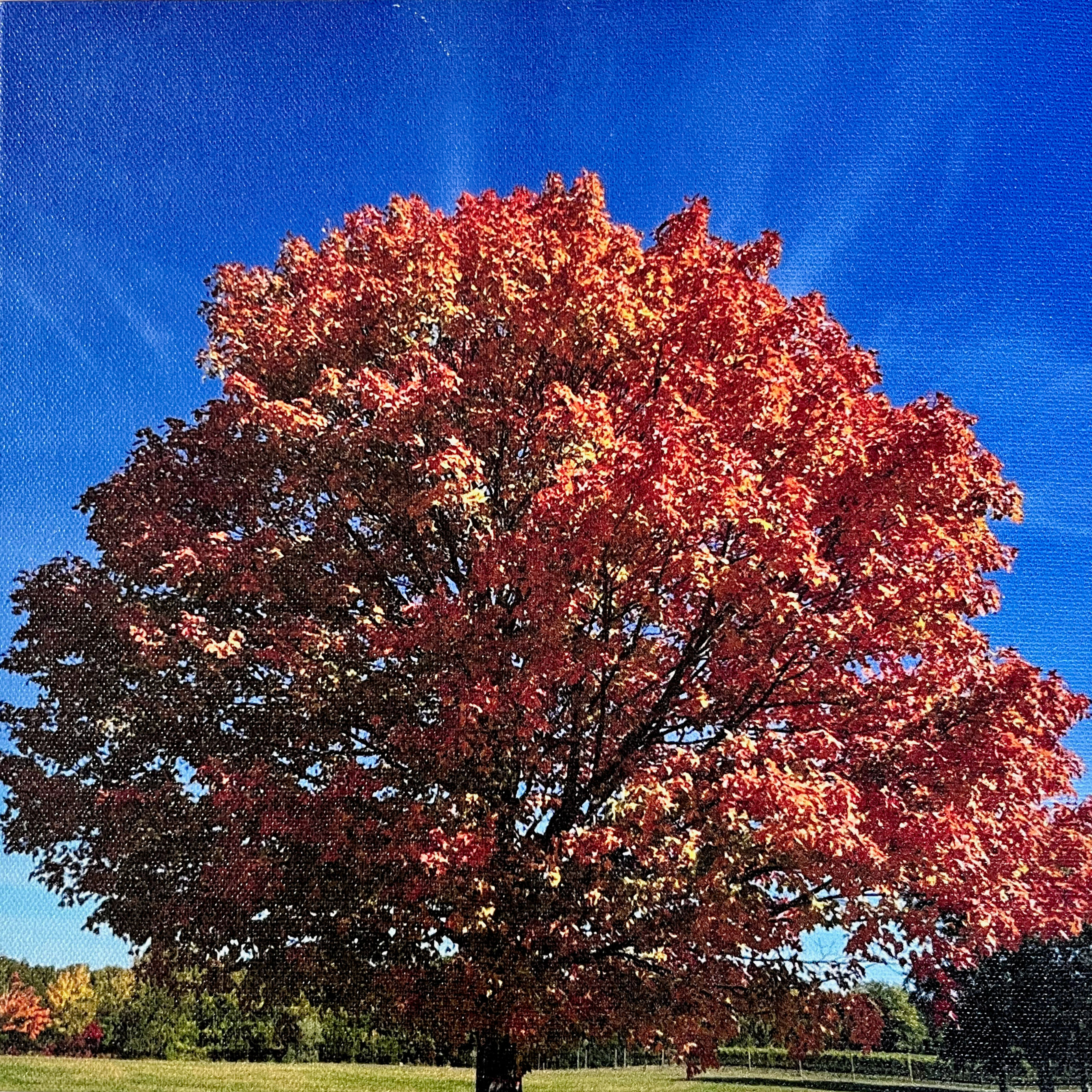 Autumn Colors by	Susan	Somerville