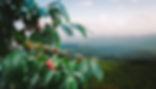 Coffee tree with fresh arabica coffee bean in coffee plantation on the mountain at norther