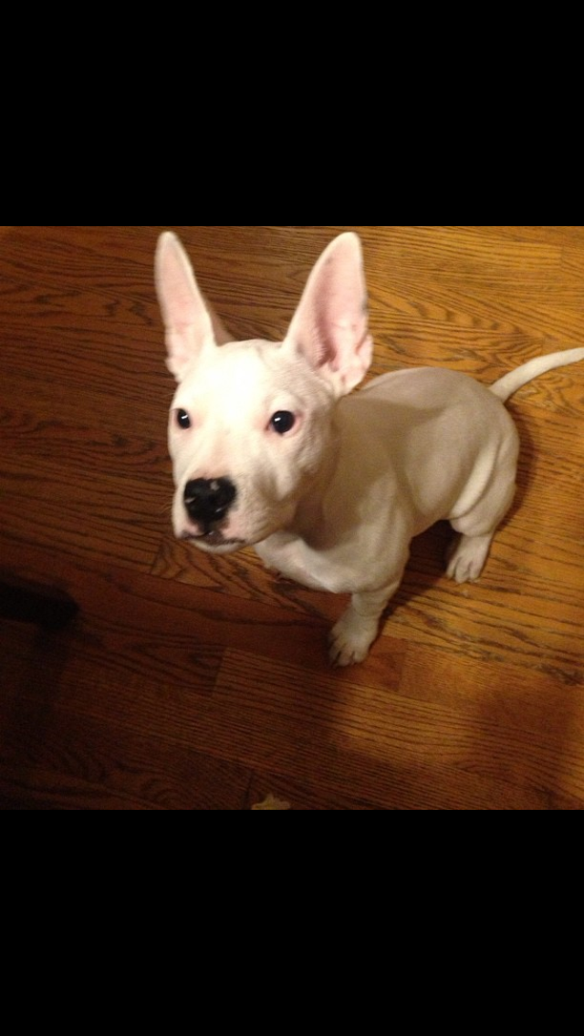 Dottie