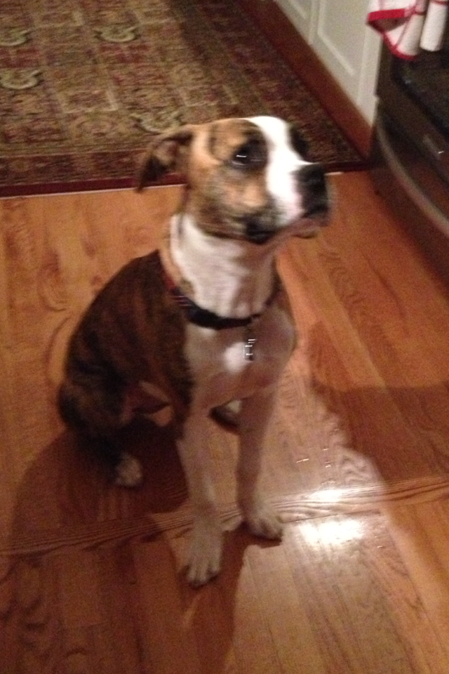Gracie
