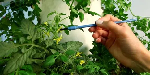 Hand pollinating using a paint brush