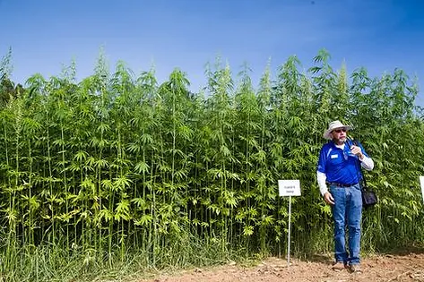 Hemp easily grows outdoors
