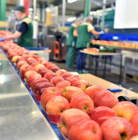 Food Factory Apple Assembly Line
