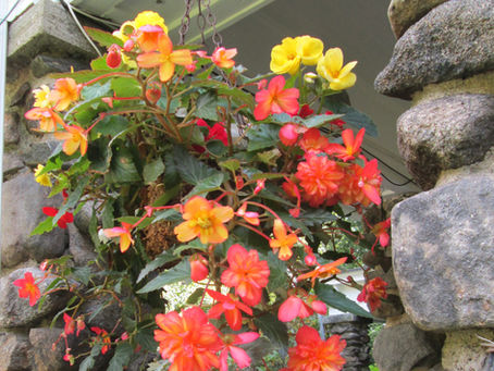 Everyone Seems To Be In The Garden…