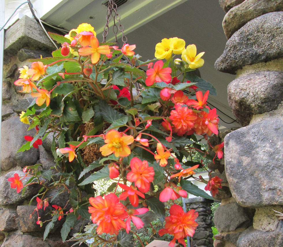 Everyone Seems To Be In The Garden…