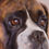 Thumbnail: Boxer Dog Bruce Portrait