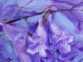 JACARANDA SEASON