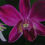 Thumbnail: Magenta Orchid