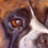 Thumbnail: Boxer Dog Bruce Portrait