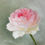 Thumbnail: Sharifa Asma Rose