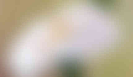 a painting of camellia, a part of the romantic collection of flowers