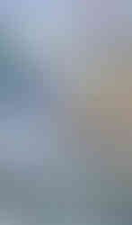 studio photo of the romantic flower collection