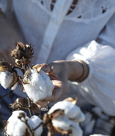GEC Cotton, Keytah 2021.JPG