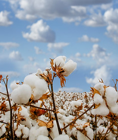 Carbon Positive Good Earth Cotton 5.jpg