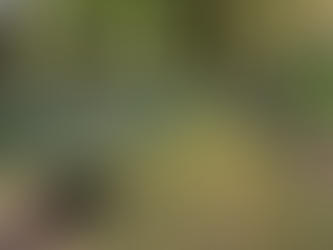 To see or not to see. That is the question