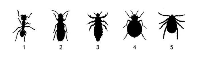Bed bug line up