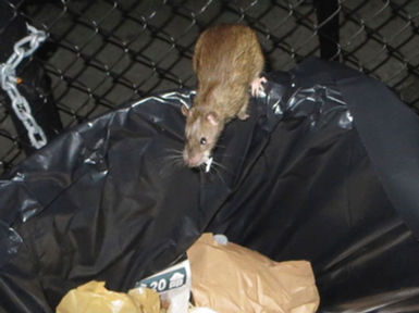 Pandemic Pest Problems (AKA: Pests weren't quarantined)