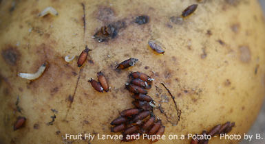 Being Thankful (AKA: Everything relates to pests!)
