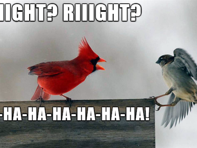 Free Bird! (AKA: Flock off!)