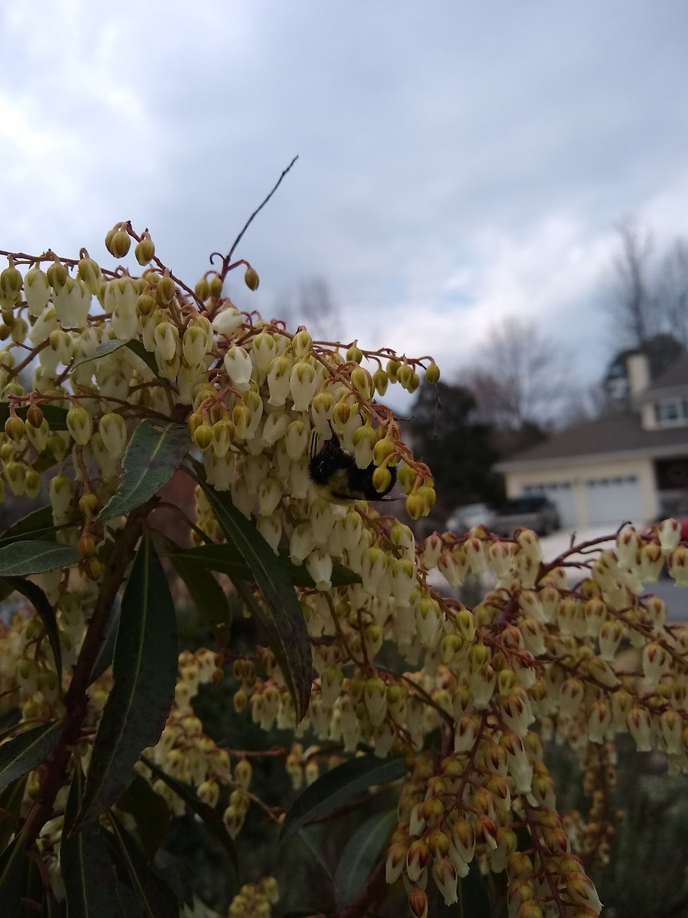 Carpenter bees