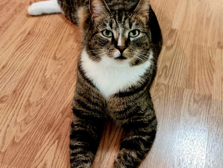 Mauno – aamuyön äänekkäin sopraano 🌙