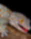 Tokay-Gecko-1-1024x750_edited_edited.jpg